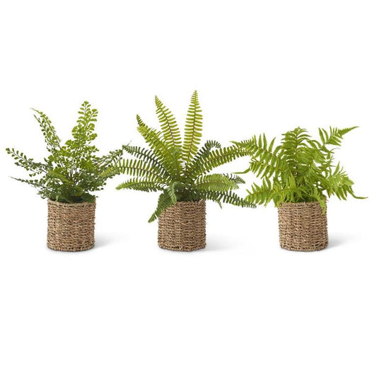 Fern in Round Woven Basket
