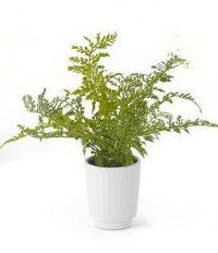 14" Faux Fern in White Ceramic Pot | Artificial Fern Plant Decor